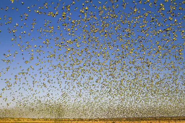 Budgerigars (Melopsittacus undulatus), flocking to find water, Summer, Northern Territory