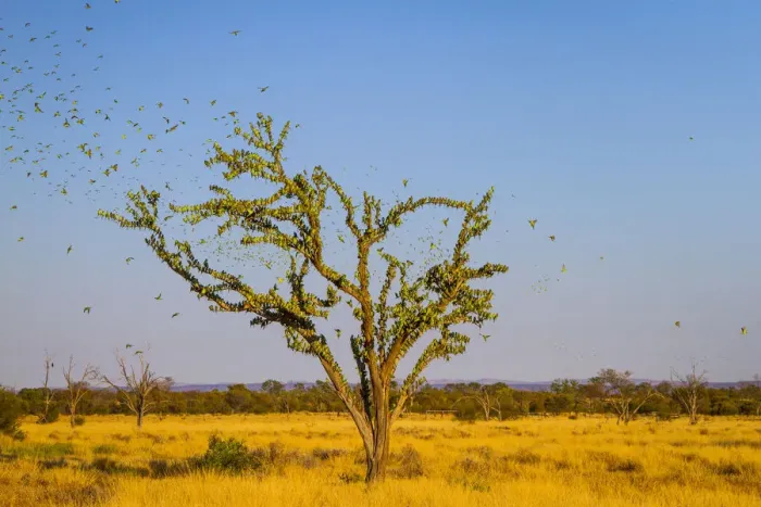 Framed Print : Budgerigars (Melopsittacus undulatus) flocking to find water, Northern Territory Framed Print : Budgerigars (Melopsittacus undulatus) flocking to find water, Northern Territory