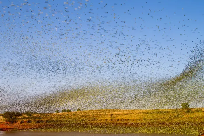 Framed Print : Budgerigars (Melopsittacus undulatus) flocking to find water, Northern Territory Framed Print : Budgerigars (Melopsittacus undulatus) flocking to find water, Northern Territory