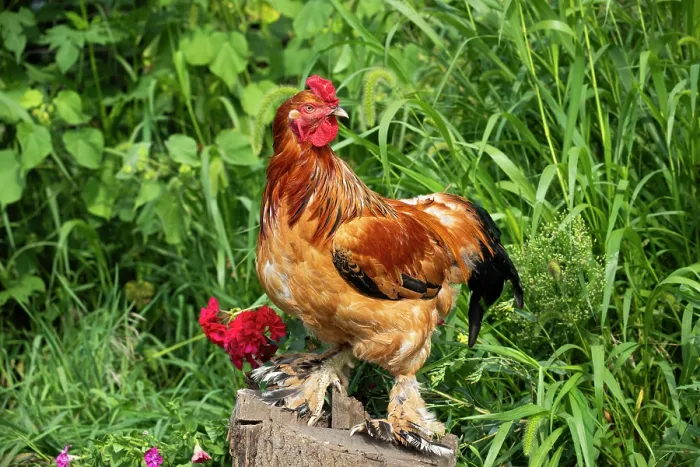 Framed Print : Buff Brahma rooster portrait, free-ranging on farm, Calamus, Iowa, USA. August Framed Print : Buff Brahma rooster portrait, free-ranging on farm, Calamus, Iowa, USA. August