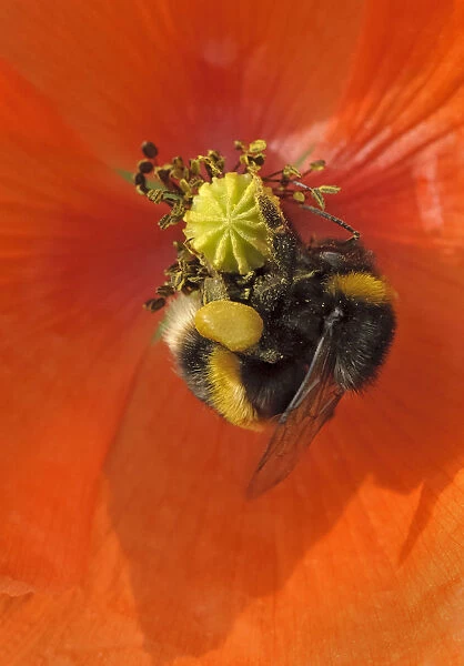 Buff-tailed bumble bee (Bombus terrestris) on field poppy (Papaver rhoeas) showing