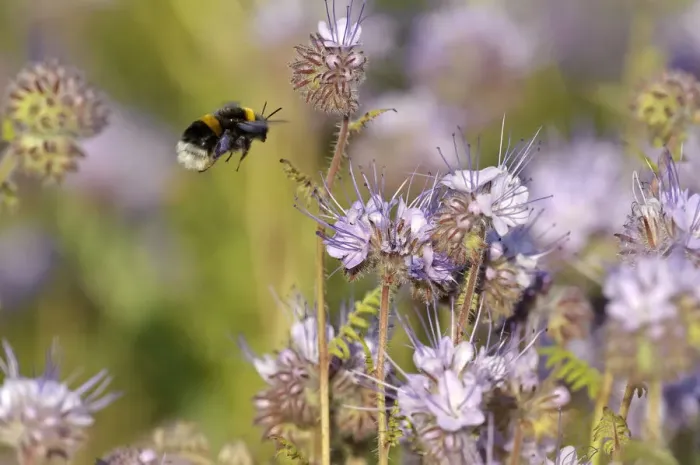 Framed Print : Buff-tailed bumble bee (Bombus terrestris) worker alighting on a Scorpionweed (Phacelia Framed Print : Buff-tailed bumble bee (Bombus terrestris) worker alighting on a Scorpionweed (Phacelia
