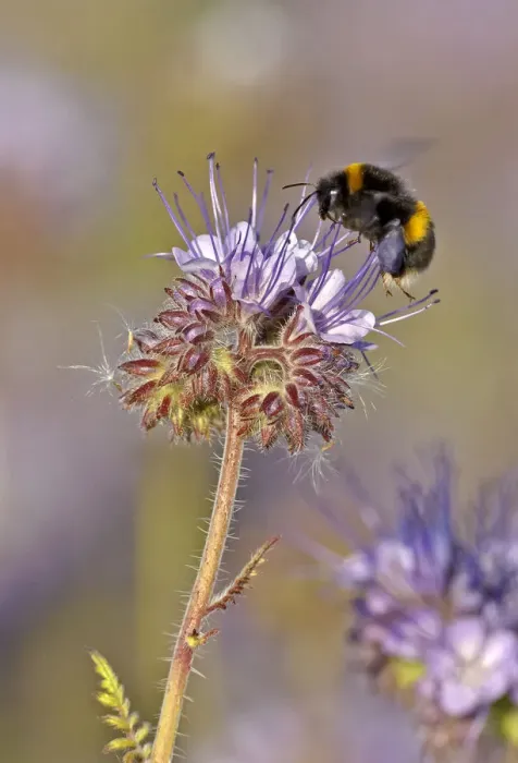 Framed Print : Buff-tailed bumble bee (Bombus terrestris) worker feeding on nectar from a Scorpionweed Framed Print : Buff-tailed bumble bee (Bombus terrestris) worker feeding on nectar from a Scorpionweed