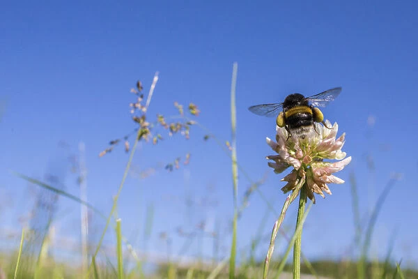 Buff tailed bumblebee (Bombus terrestris) visiting Clover (Trifolium) flower in unmown lawn