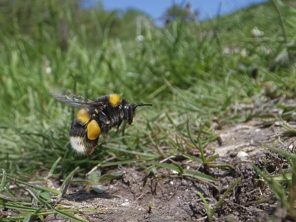 Buff-tailed bumblebee (Bombus terrestris) worker flying to its burrow on chalk grassland hillside with loaded pollen sacs to provision grubs, Marlborough Downs, Wiltshire, UK. May