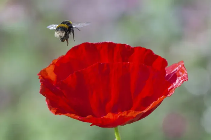 Framed Print : Buff-tailed bumblebee (Bombus terrestris) flying to Oriental poppy (Papaver orientale) Framed Print : Buff-tailed bumblebee (Bombus terrestris) flying to Oriental poppy (Papaver orientale)