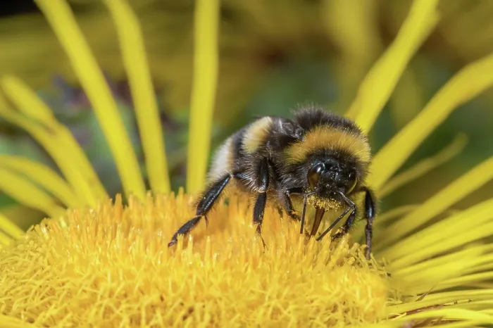 Framed Print : Buff-tailed bumblebee (Bombus terrestris) nectaring on flower, Monmouthshire, Wales, UK Framed Print : Buff-tailed bumblebee (Bombus terrestris) nectaring on flower, Monmouthshire, Wales, UK