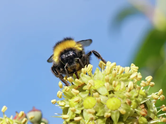 Framed Print : Buff-tailed bumblebee (Bombus terrestris) nectaring on Ivy flowers (Hedera helix) in a hedge, Wiltshire, England, UK. October Framed Print : Buff-tailed bumblebee (Bombus terrestris) nectaring on Ivy flowers (Hedera helix) in a hedge, Wiltshire, England, UK. October