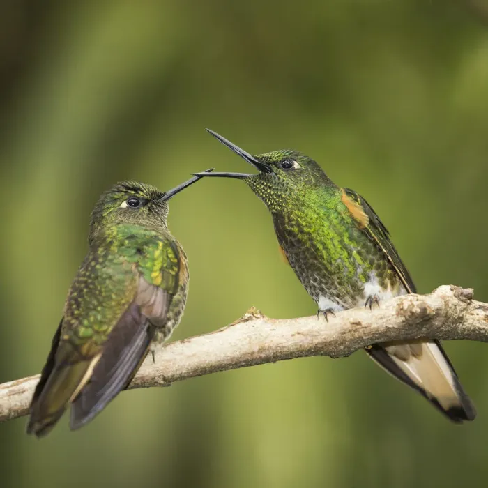 Framed Print : Two Buff-tailed coronet (Boissonneaua flavescens) hummingbirds interacting, Andean montane forest