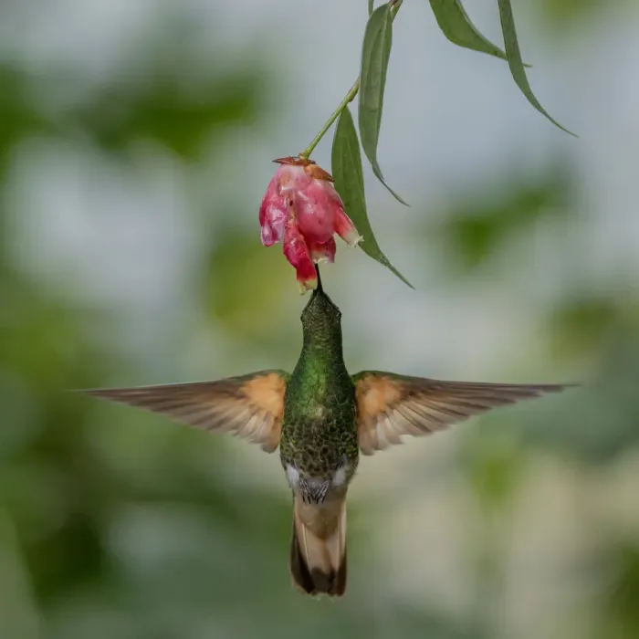 Framed Print : Buff-Tailed Coronet hummingbird (Boissonneaua flavescens) flying to flower, Mindo Framed Print : Buff-Tailed Coronet hummingbird (Boissonneaua flavescens) flying to flower, Mindo