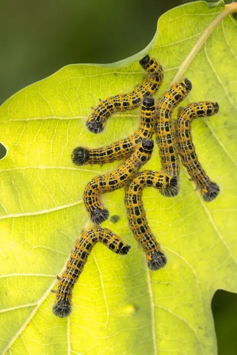 Framed Print : Buff tip moth (Phalera bucephala) caterpillars feeding on leaf, Meeth Quarry, Devon, UK