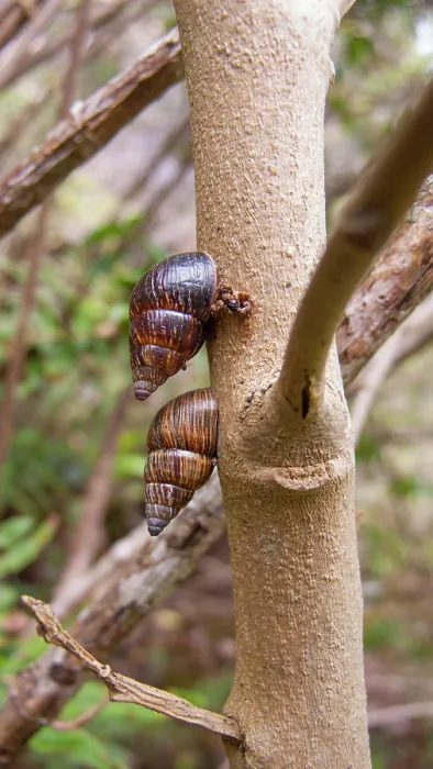 Framed Print : Two Bulimulid land snails (Naesiotus sp.) on tree trunk, Floreana Island, Galapagos Islands. June Framed Print : Two Bulimulid land snails (Naesiotus sp.) on tree trunk, Floreana Island, Galapagos Islands. June