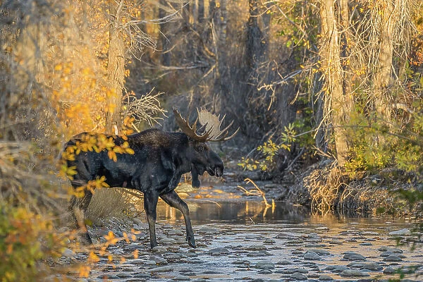 Bull moose (Alces alces) crossing a mountain creek at sunset, Grand Teton National Park, Wyoming, USA. October