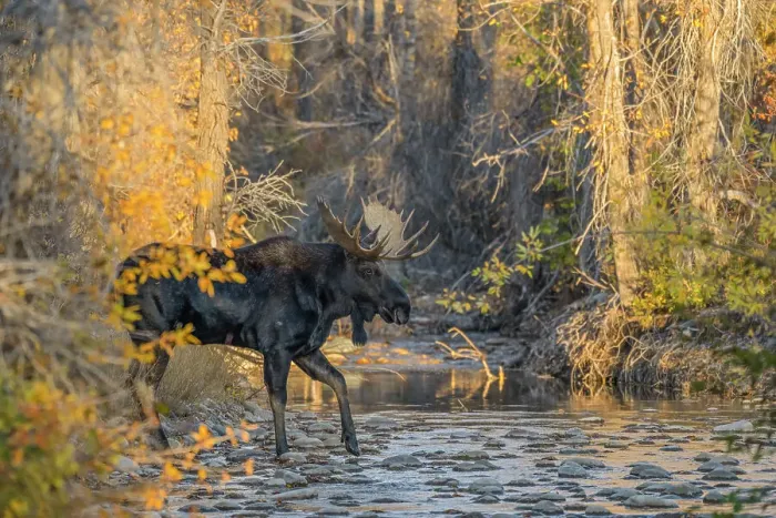 Framed Print : Bull moose (Alces alces) crossing a mountain creek at sunset, Grand Teton National Park, Wyoming, USA. October Framed Print : Bull moose (Alces alces) crossing a mountain creek at sunset, Grand Teton National Park, Wyoming, USA. October