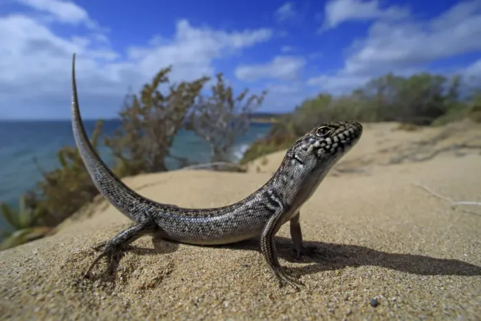 Framed Print : Bull Skink (Liopholis multiscutata) in coastal dunes at Browns Beach on Kangaroo Island Framed Print : Bull Skink (Liopholis multiscutata) in coastal dunes at Browns Beach on Kangaroo Island