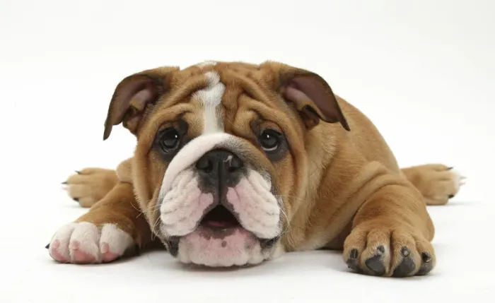 Framed Print : Bulldog pup, age 11 weeks, lying with chin on the floor Framed Print : Bulldog pup, age 11 weeks, lying with chin on the floor