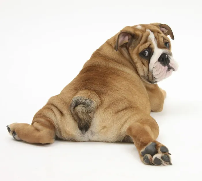 Framed Print : Bulldog puppy, 11 weeks, rear view sprawled out and looking round Framed Print : Bulldog puppy, 11 weeks, rear view sprawled out and looking round