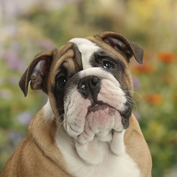 Bulldog puppy, 12 weeks, with background of flowers