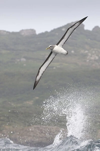 Bullers albatross (Thalassarche bulleri) flying over sea, Chatham Islands, off