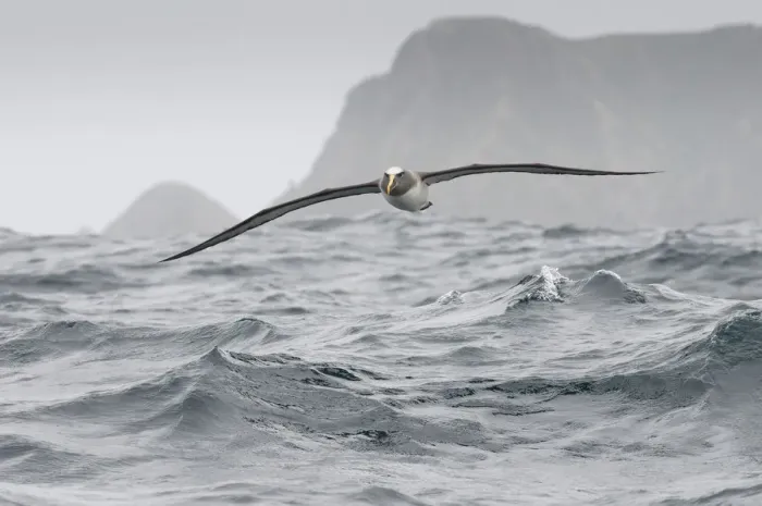 Framed Print : Bullers albatross (Thalassarche bulleri) flying over sea, Chatham Islands, off