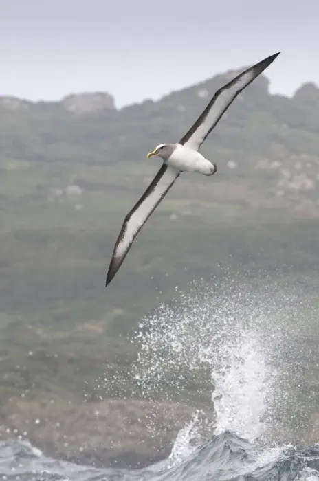 Framed Print : Bullers albatross (Thalassarche bulleri) flying over sea, Chatham Islands, off Framed Print : Bullers albatross (Thalassarche bulleri) flying over sea, Chatham Islands, off