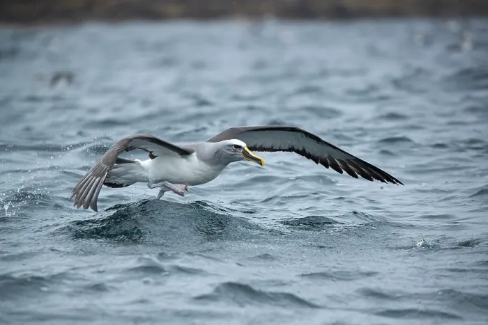 Framed Print : Buller's albatross (Thalassarche bulleri) taking off from ocean surface, Snares Island, New Zealand Sub Antarctic Islands, Pacific Ocean Framed Print : Buller's albatross (Thalassarche bulleri) taking off from ocean surface, Snares Island, New Zealand Sub Antarctic Islands, Pacific Ocean