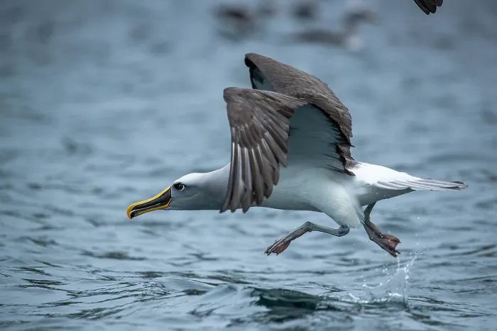 Framed Print : Buller's albatross (Thalassarche bulleri) taking off from ocean surface, Snares Island, New Zealand Sub Antarctic Islands, southern Pacific Ocean Framed Print : Buller's albatross (Thalassarche bulleri) taking off from ocean surface, Snares Island, New Zealand Sub Antarctic Islands, southern Pacific Ocean