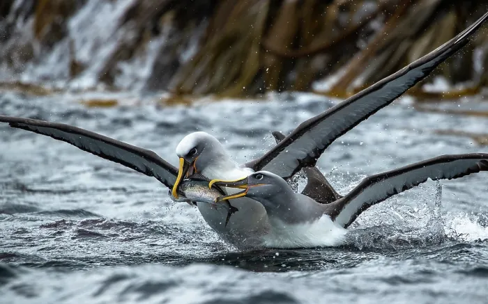Framed Print : Two Buller's albatrosses (Thalassarche bulleri) fighting over a fish, Snares Island, New Zealand Sub Antarctic Islands, southern Pacific Ocean Framed Print : Two Buller's albatrosses (Thalassarche bulleri) fighting over a fish, Snares Island, New Zealand Sub Antarctic Islands, southern Pacific Ocean