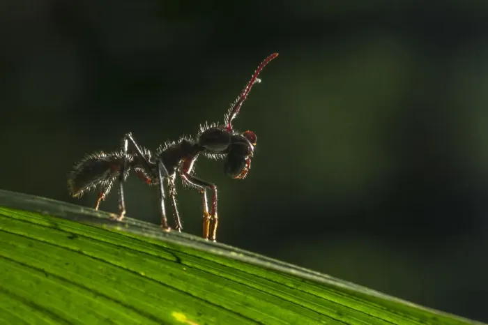Framed Print : Bullet ant (Paraponera clavata) with prey, lowland rainforests, Southeastern Nicaragua Framed Print : Bullet ant (Paraponera clavata) with prey, lowland rainforests, Southeastern Nicaragua