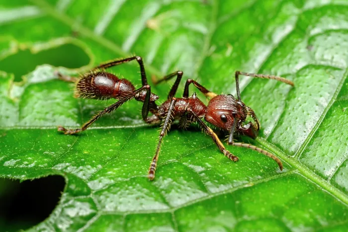 Framed Print : Bullet ant (Paraponera clavata) resting on leaf at night, Napo River, Yasuni National Park, Ecuador Framed Print : Bullet ant (Paraponera clavata) resting on leaf at night, Napo River, Yasuni National Park, Ecuador