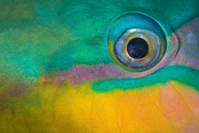 Framed Print : Bullethead parrotfish (Chlorurus sordidus) male, close up of eye, whilst sleeping at night Framed Print : Bullethead parrotfish (Chlorurus sordidus) male, close up of eye, whilst sleeping at night