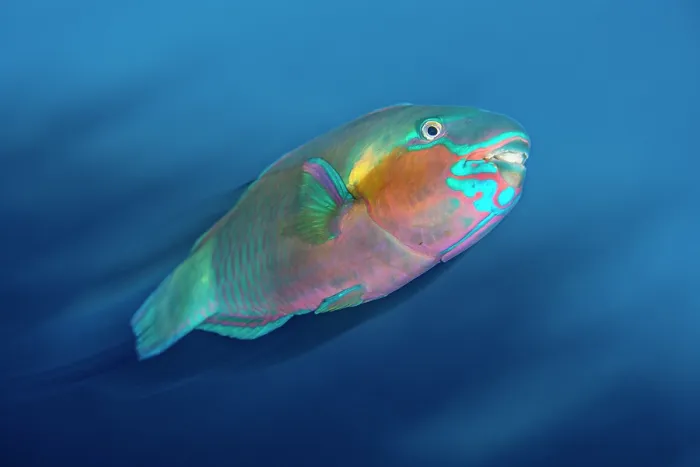 Framed Print : Bullethead parrotfish (Chlorurus sordidus) male, swimming along a coral reef at dusk, moving between its feeding grounds and sleeping area, Sharm El Shiekh, Sinai, Egypt, Red Sea Framed Print : Bullethead parrotfish (Chlorurus sordidus) male, swimming along a coral reef at dusk, moving between its feeding grounds and sleeping area, Sharm El Shiekh, Sinai, Egypt, Red Sea