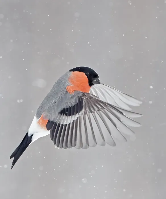 Framed Print : Bullfinch (Pyrrhula pyrrhula) in flight, Kuusamo, Finland, March Framed Print : Bullfinch (Pyrrhula pyrrhula) in flight, Kuusamo, Finland, March