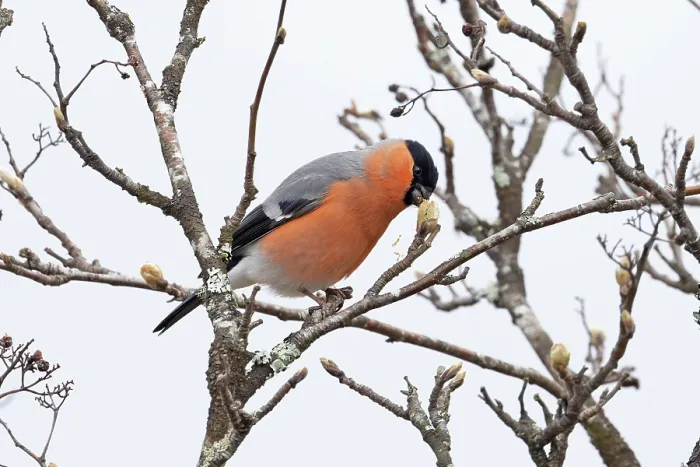 Framed Print : Bullfinch (Pyrrhula pyrrhula) male, perched on branch feeding on Rowen (Sorbus aucuparia) buds, Scottish Highland, UK. April Framed Print : Bullfinch (Pyrrhula pyrrhula) male, perched on branch feeding on Rowen (Sorbus aucuparia) buds, Scottish Highland, UK. April