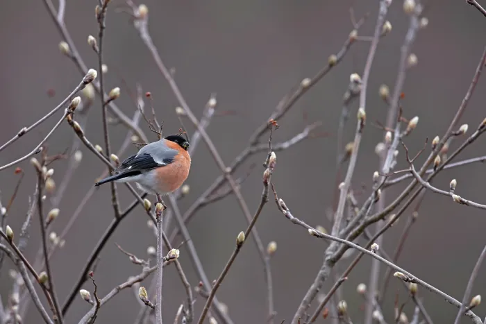 Framed Print : Bullfinch (Pyrrhula pyrrhula) male, perched on branch feeding on Rowen (Sorbus aucuparia) buds, Scottish Highland, UK. April Framed Print : Bullfinch (Pyrrhula pyrrhula) male, perched on branch feeding on Rowen (Sorbus aucuparia) buds, Scottish Highland, UK. April