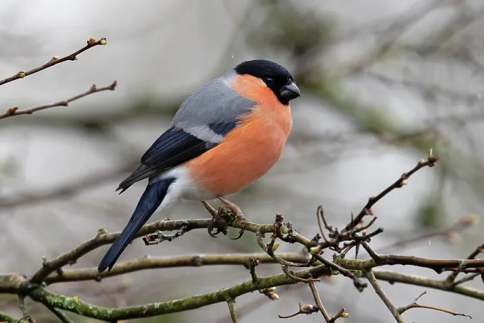 Framed Print : Bullfinch (Pyrrhula pyrrhula) male, perched on branch, Norfolk, England, UK. March Framed Print : Bullfinch (Pyrrhula pyrrhula) male, perched on branch, Norfolk, England, UK. March