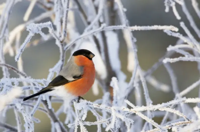 Framed Print : Bullfinch (Pyrrhula pyrrhula) male perched on frosty twigs, Kuusamo, Finland, January Framed Print : Bullfinch (Pyrrhula pyrrhula) male perched on frosty twigs, Kuusamo, Finland, January