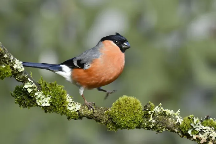 Framed Print : Bullfinch (Pyrrhula pyrrhula) male walking along mossy twig, Buckinghamshire, England Framed Print : Bullfinch (Pyrrhula pyrrhula) male walking along mossy twig, Buckinghamshire, England