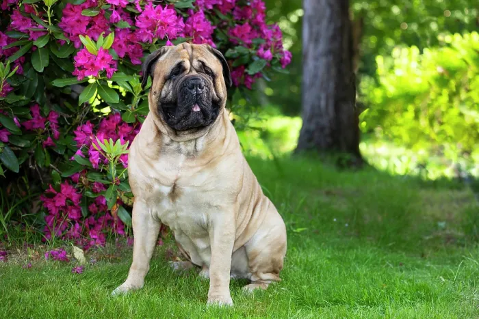 Framed Print : Bullmastiff, male, sitting next to late spring flowers, portrait, Haddam, Connecticut, USA. June Framed Print : Bullmastiff, male, sitting next to late spring flowers, portrait, Haddam, Connecticut, USA. June