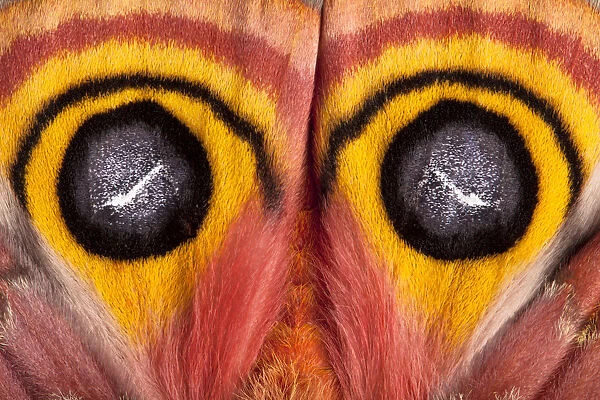 Bullseye  /  Io moth (Automeris io) showing eye spot markings on wings during deimatic