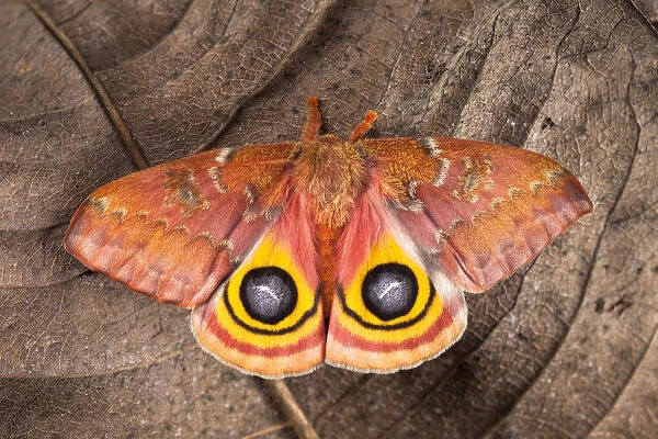 Bullseye  /  Io moth (Automeris io) showing eye spot markings on wings during deimatic