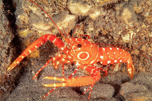 Bullseye reef lobster (Hoplometopus holthuisi) on rocky seabed, Hawaii, Pacific Ocean