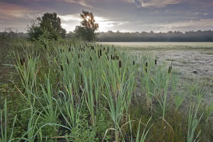 Framed Print : Bulrush (Typha latifolia) Klein Schietveld, Brasschaat, Belgium Framed Print : Bulrush (Typha latifolia) Klein Schietveld, Brasschaat, Belgium