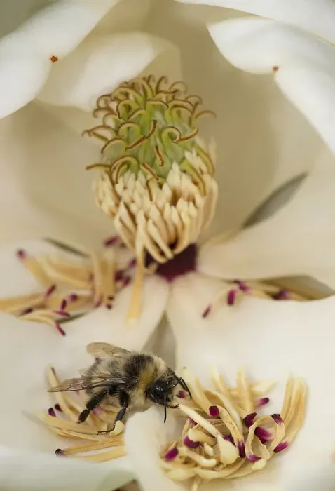 Framed Print : Bumblebee (Bombus sp) looking for pollen amongst fallen Southern magnolia (Magnolia Framed Print : Bumblebee (Bombus sp) looking for pollen amongst fallen Southern magnolia (Magnolia