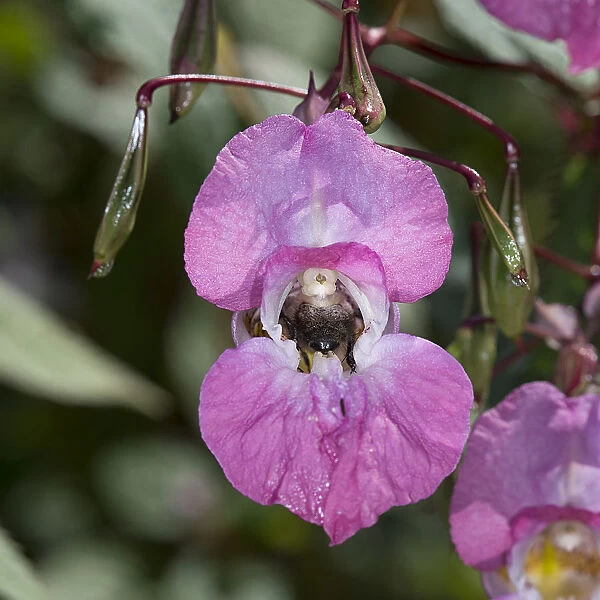 Bumblebee (Bombus sp) nectaring on Himalayan balsam (Impatiens glandulifera). Surrey, England, UK