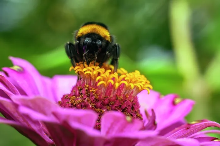 Framed Print : Bumblebee (Bombus sp.) nectaring on pollen, Lucerne, Switzerland. July Framed Print : Bumblebee (Bombus sp.) nectaring on pollen, Lucerne, Switzerland. July