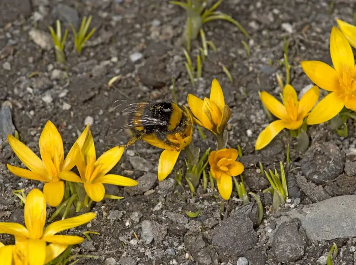 Framed Print : Bumblebee (Bombus sp) queen feeding on Crocus (Crocus korolkowii), covered in pollen Framed Print : Bumblebee (Bombus sp) queen feeding on Crocus (Crocus korolkowii), covered in pollen
