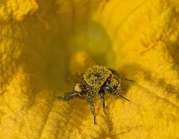 Bumblebee (Bombus sp) in Squash (Cucurbita sp) flower, covered in pollen. Surrey, England, UK