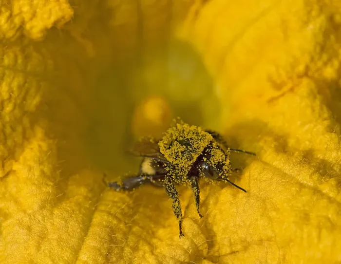 Framed Print : Bumblebee (Bombus sp) in Squash (Cucurbita sp) flower, covered in pollen. Surrey, England, UK