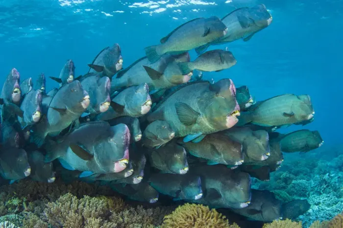 Framed Print : Bumphead parrotfish (Bolbometopon muricatum) gather at dawn on a shallow coral reef Framed Print : Bumphead parrotfish (Bolbometopon muricatum) gather at dawn on a shallow coral reef